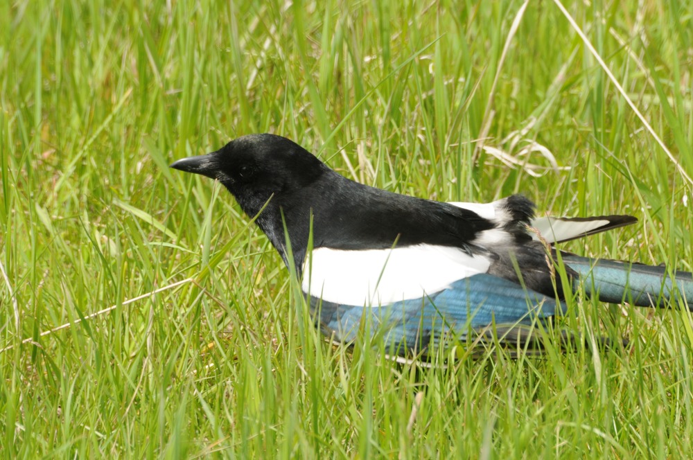 Black-Biled Magpie