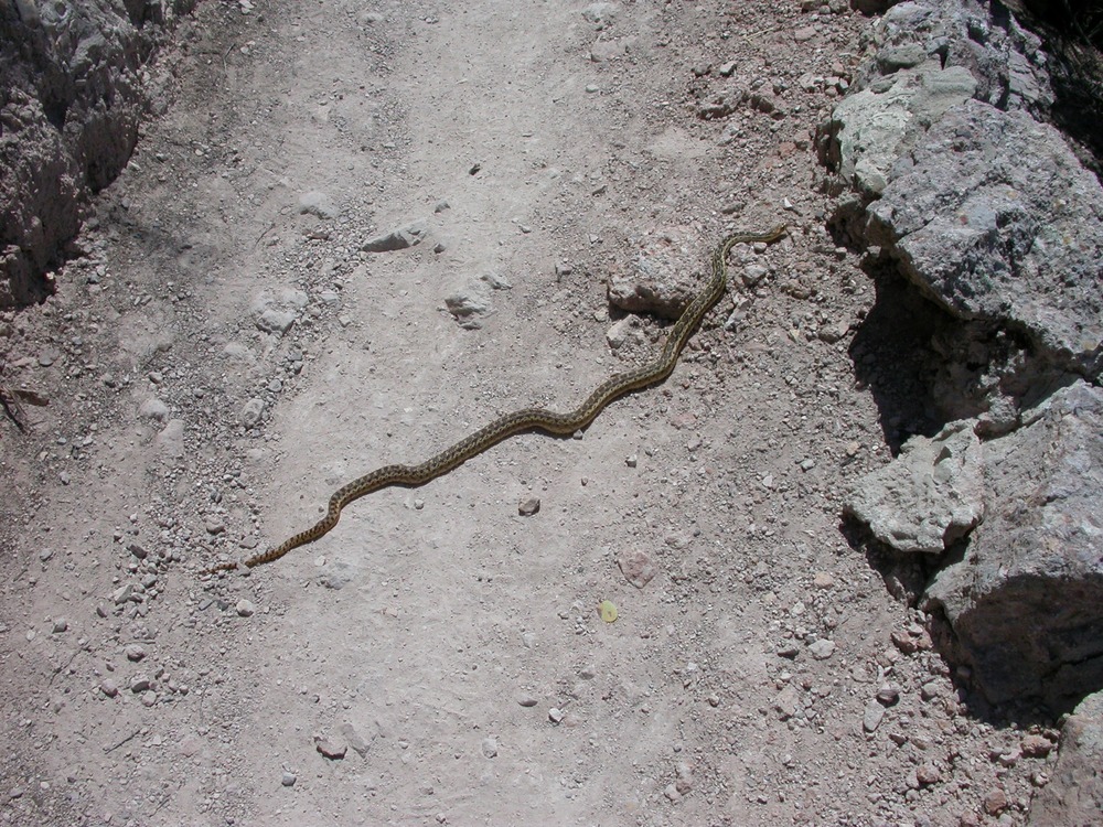 A gopher snake crosses the trail