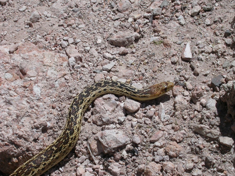 Gopher Snake