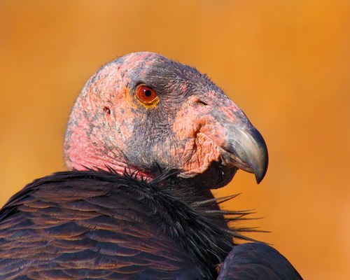 Image of the red, featherless head of a California condor in profile, with feathered shoulders visible.