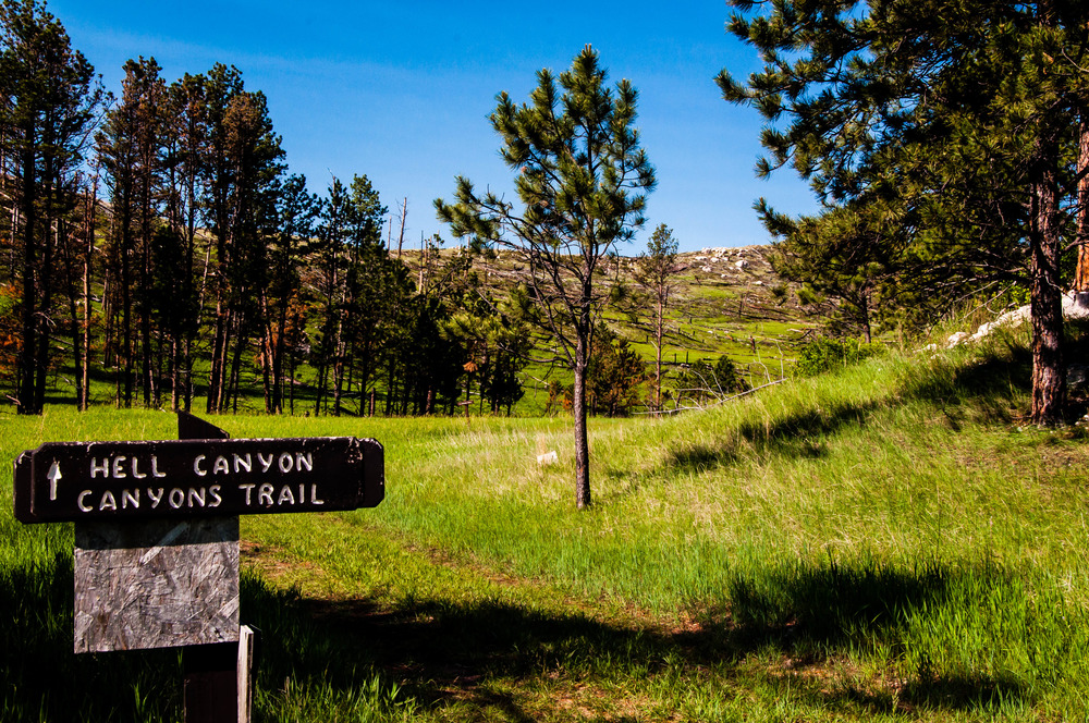 A sign in a grassy area with pine trees