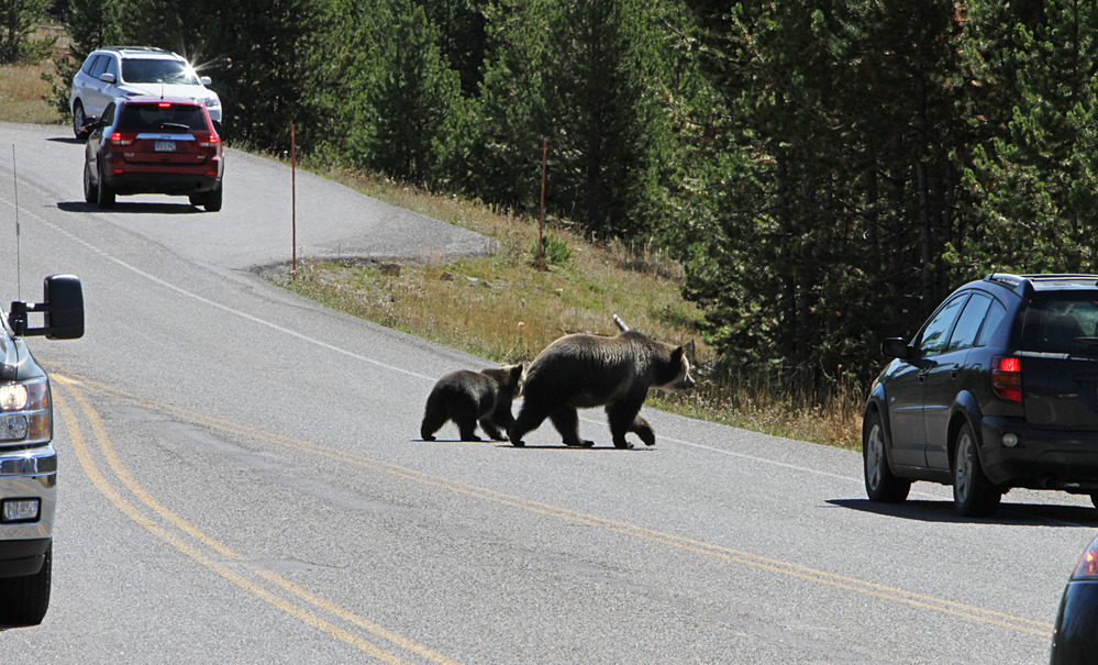 Grizzly sow and cub crossing road