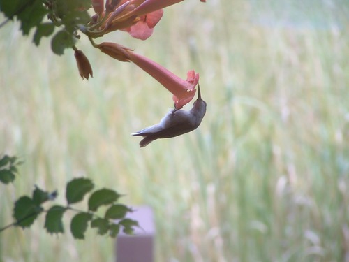 Hummingbird sips nectar from trumpet vine outside the Lewis & Clark Visitor Center.