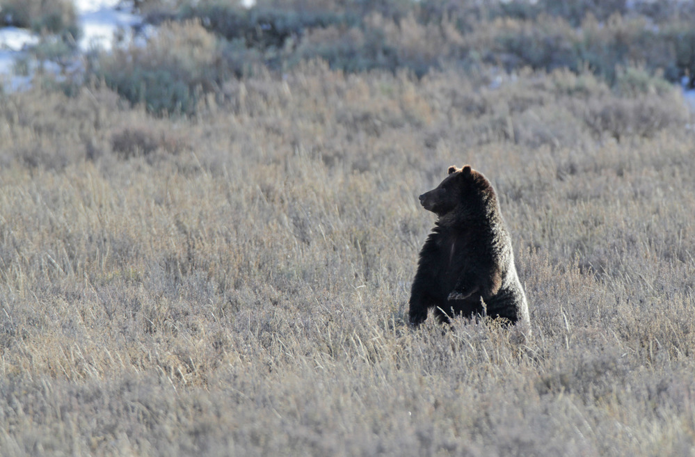 One grizzly bear stands on hind legs looking across an open field.