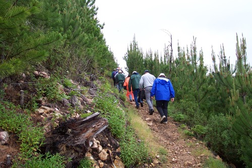 Hiking Trails: One of the best ways to learn about wildland fire is to hike through an area that has recently burned. Numerous trails run through the area in Point Reyes National Seashore that burned during the Vision Fire in 1995. These visitors are walking through a stand of regenerating Bishop pine trees.