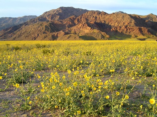 Abundant winter rains caused a spectacular wildflower display in the spring of 2005.