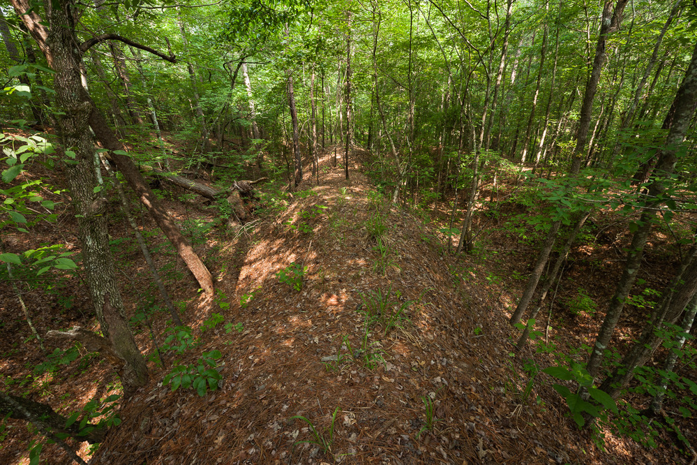 Lobanillo Swales, Sabine County, Texas