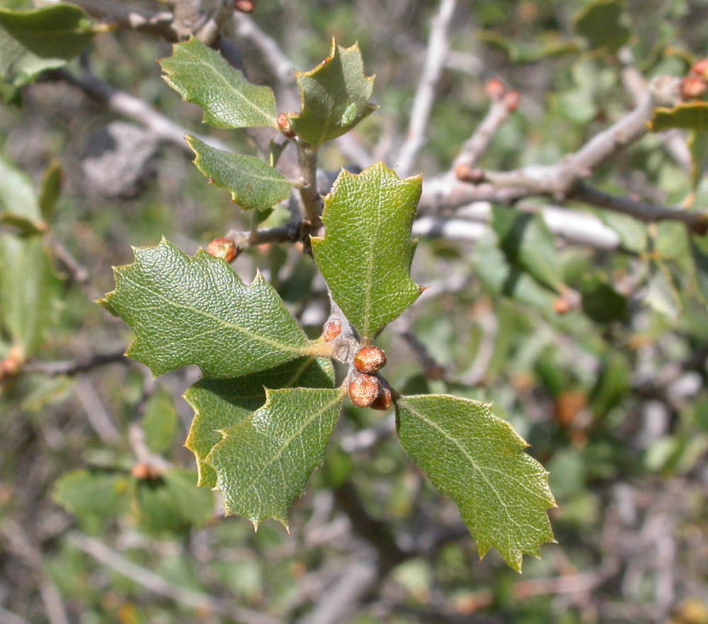 Spiny scrub oak leaves