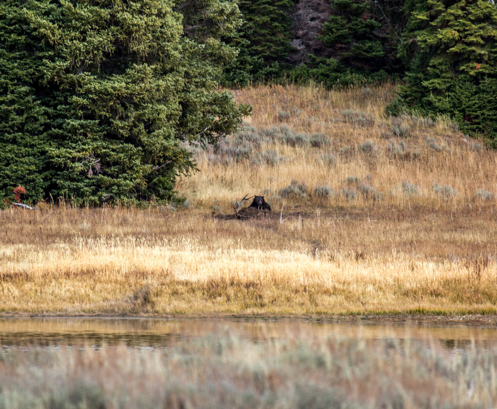 Grizzly bear is on a bull elk carcass in the distance.