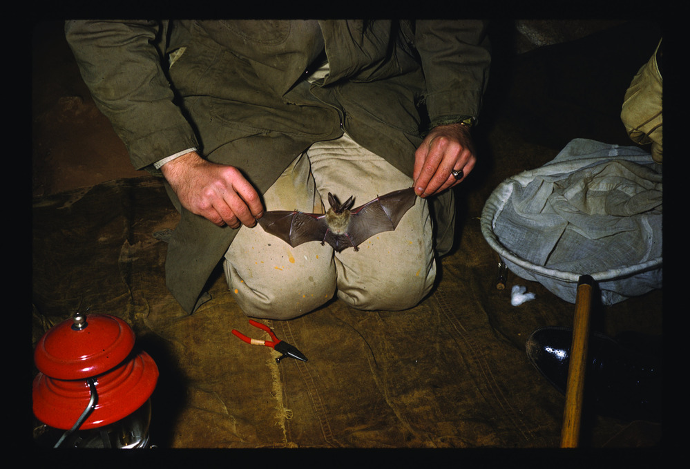 A park ranger fixes a band to a bat's wing