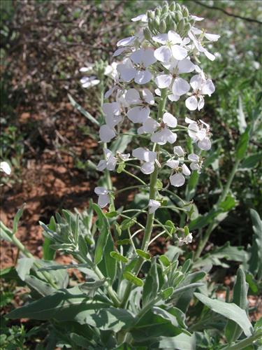 Dimorphocarpa wislizeni. Big Bend National Park, Hwy 1776. March 2004