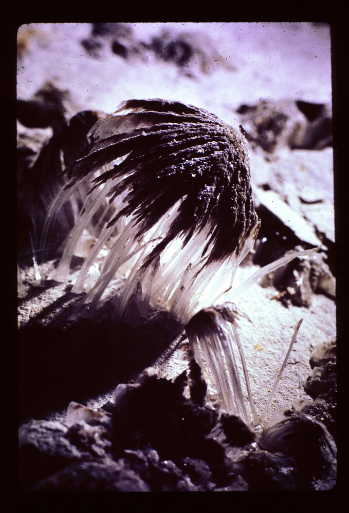 A cave formation made of gypsum resembling a spider