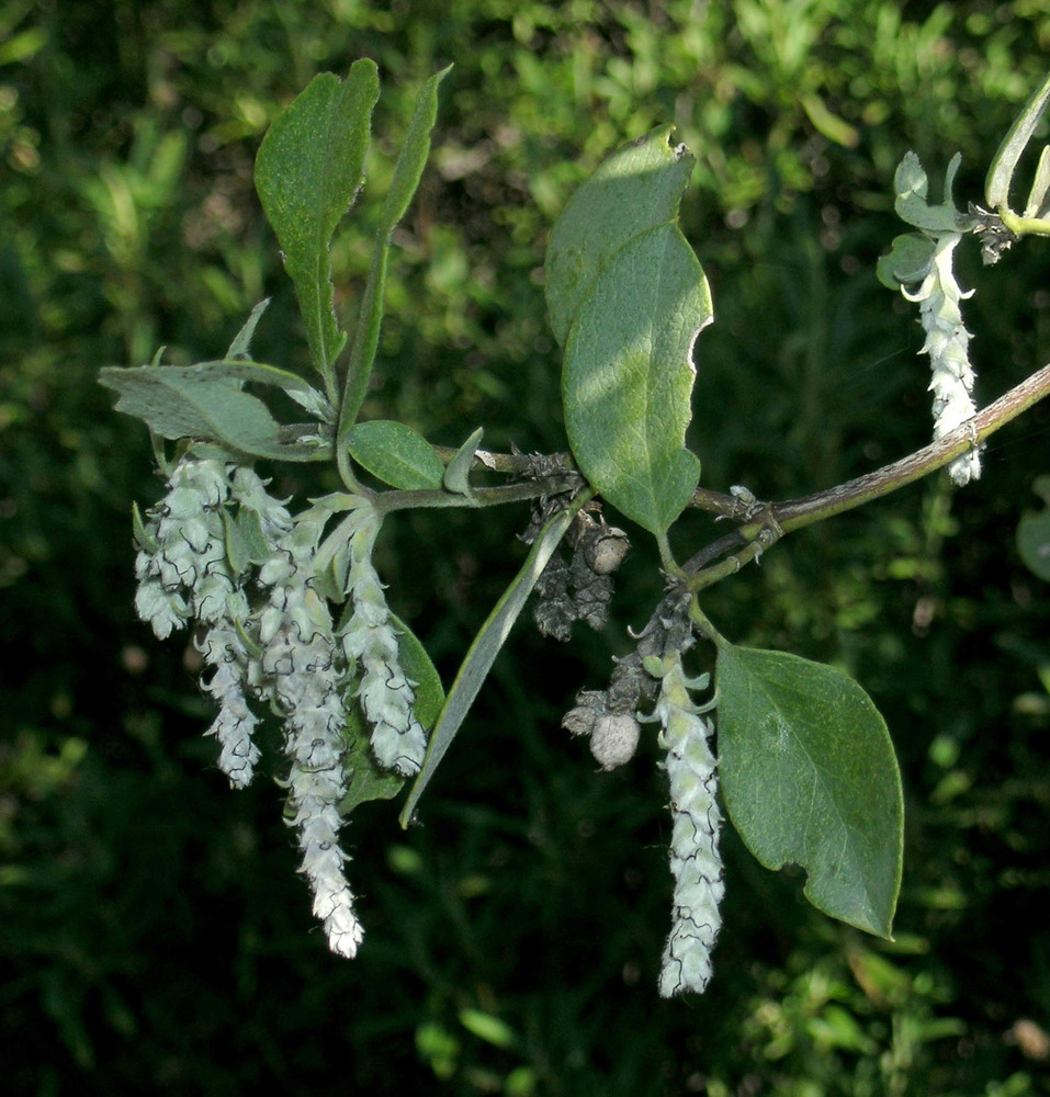 Silk tassel leaves and flowers
