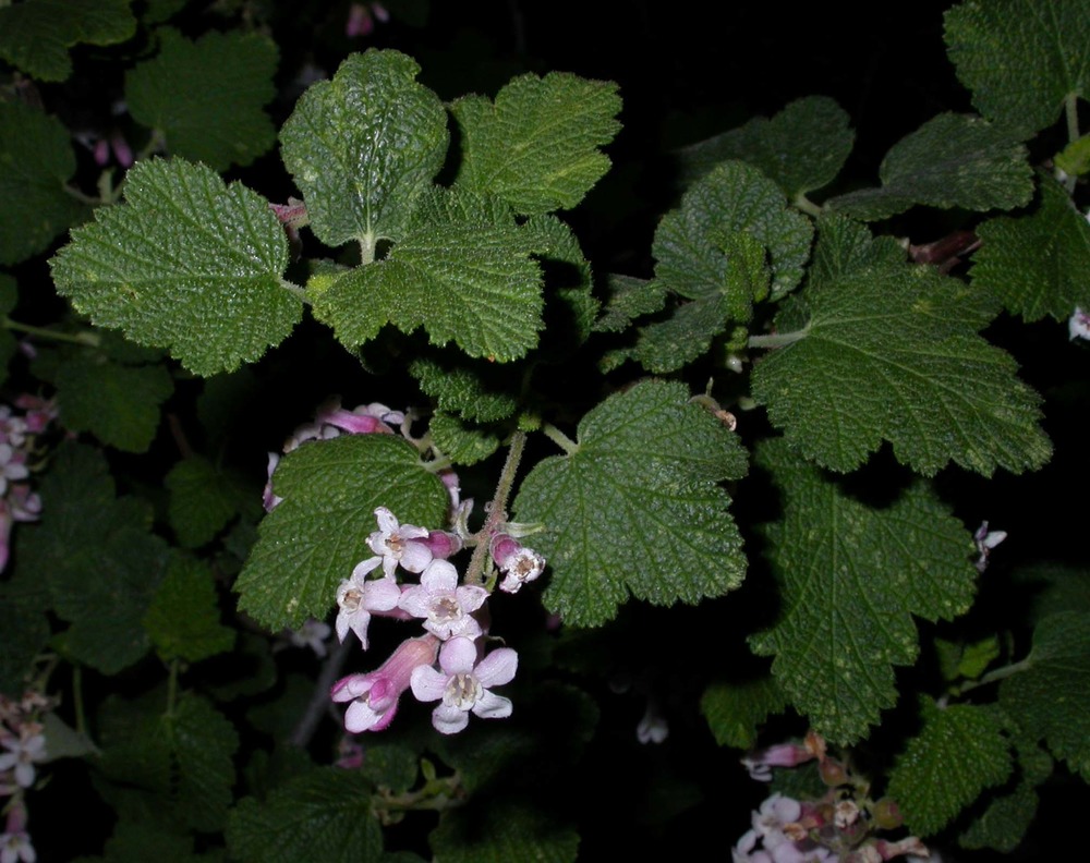 Chaparral currant leaves and flowers