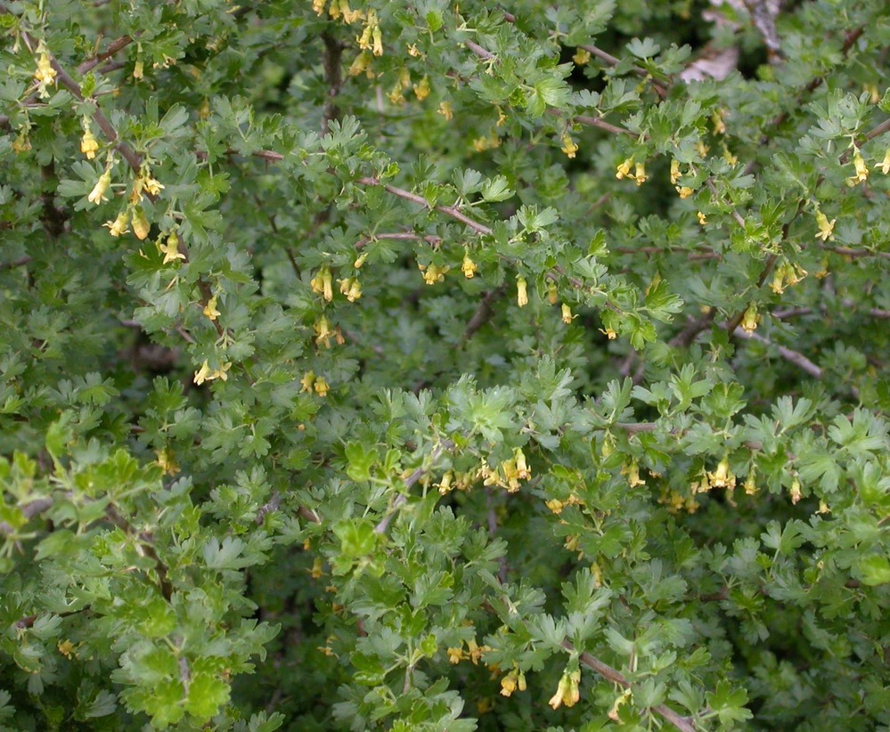 Oak gooseberry leaves and flowers