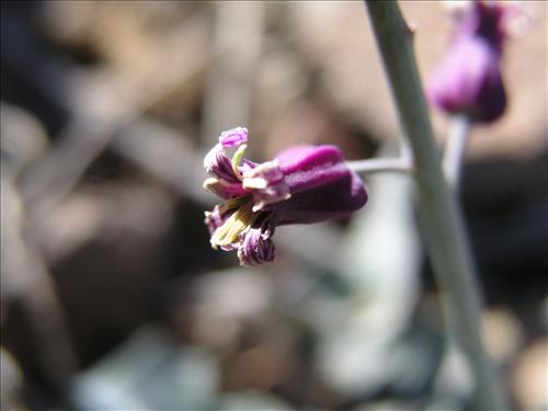 Streptanthus carinatus. Big Bend National Park, Route 13, mile 15. February 2004