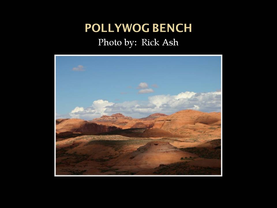 Pollywog Bench
