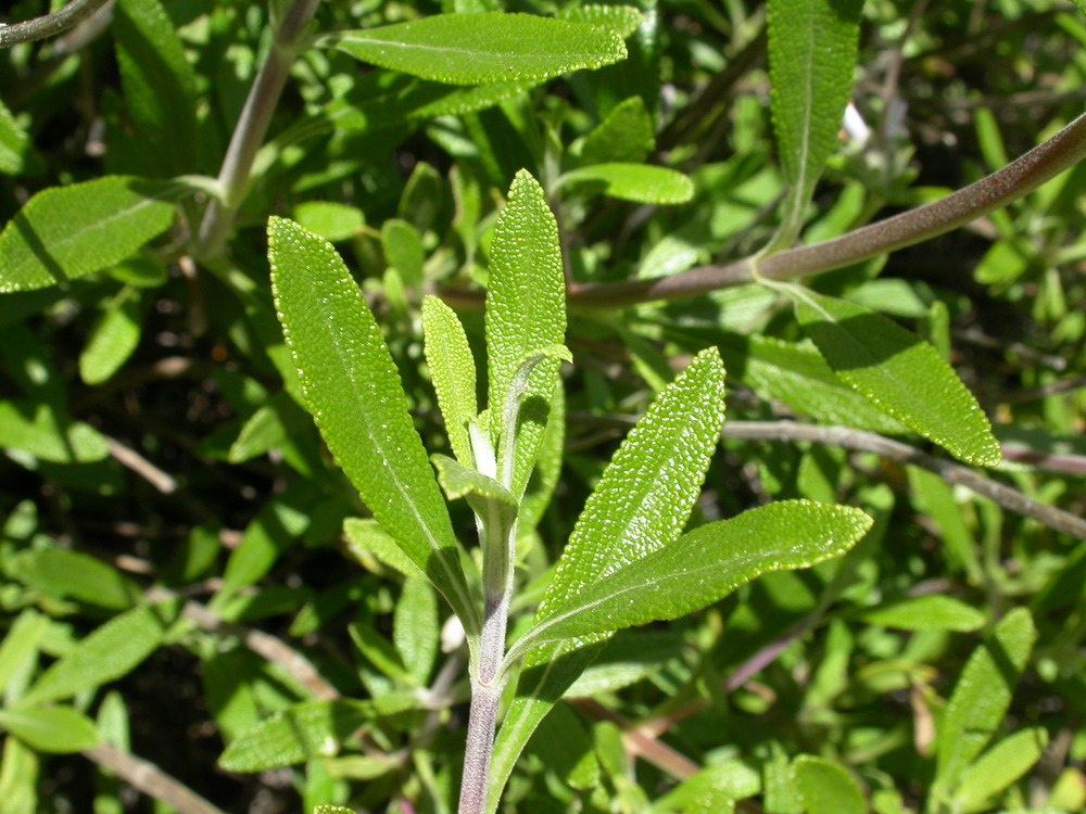 Close-up of black sage leaves