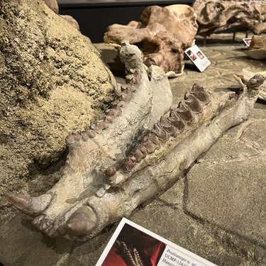 brontothere lower jaw fossil