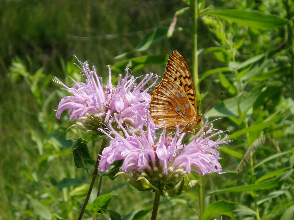 Wild bergamot with butterfly