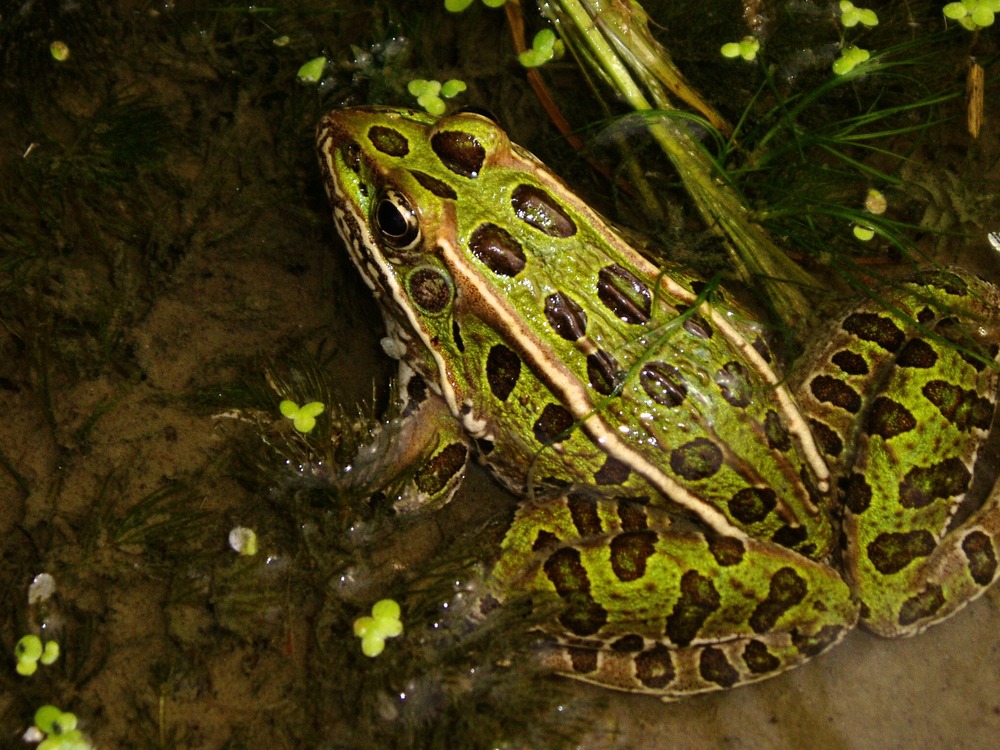 The Leopard Frog is commonly seen in wetlands and along the river.