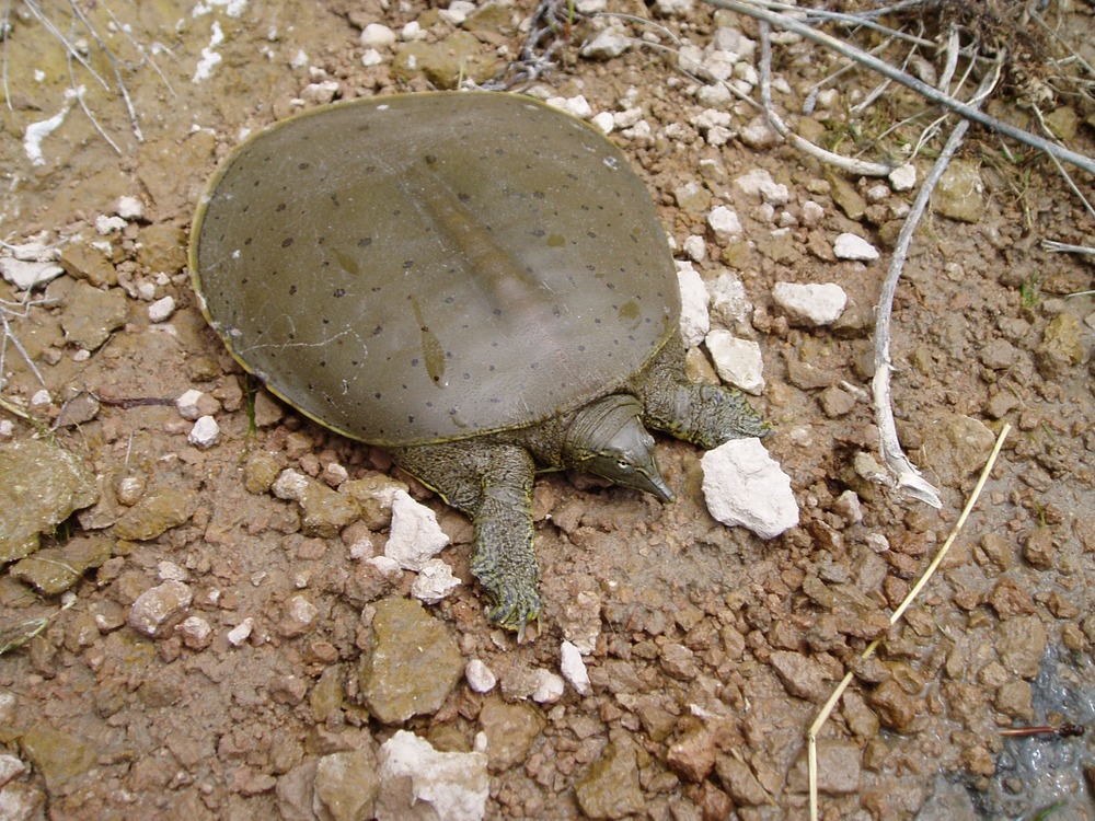 Softshell turtle on a rocky river bank
