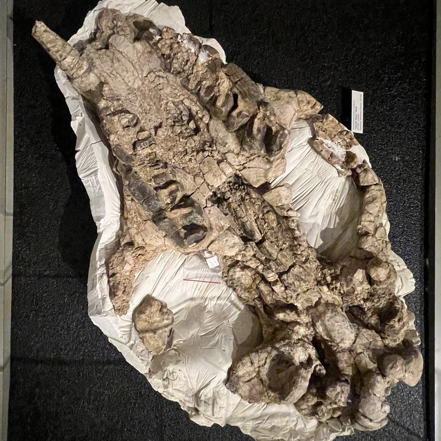 "marsh rhino" skull fossil