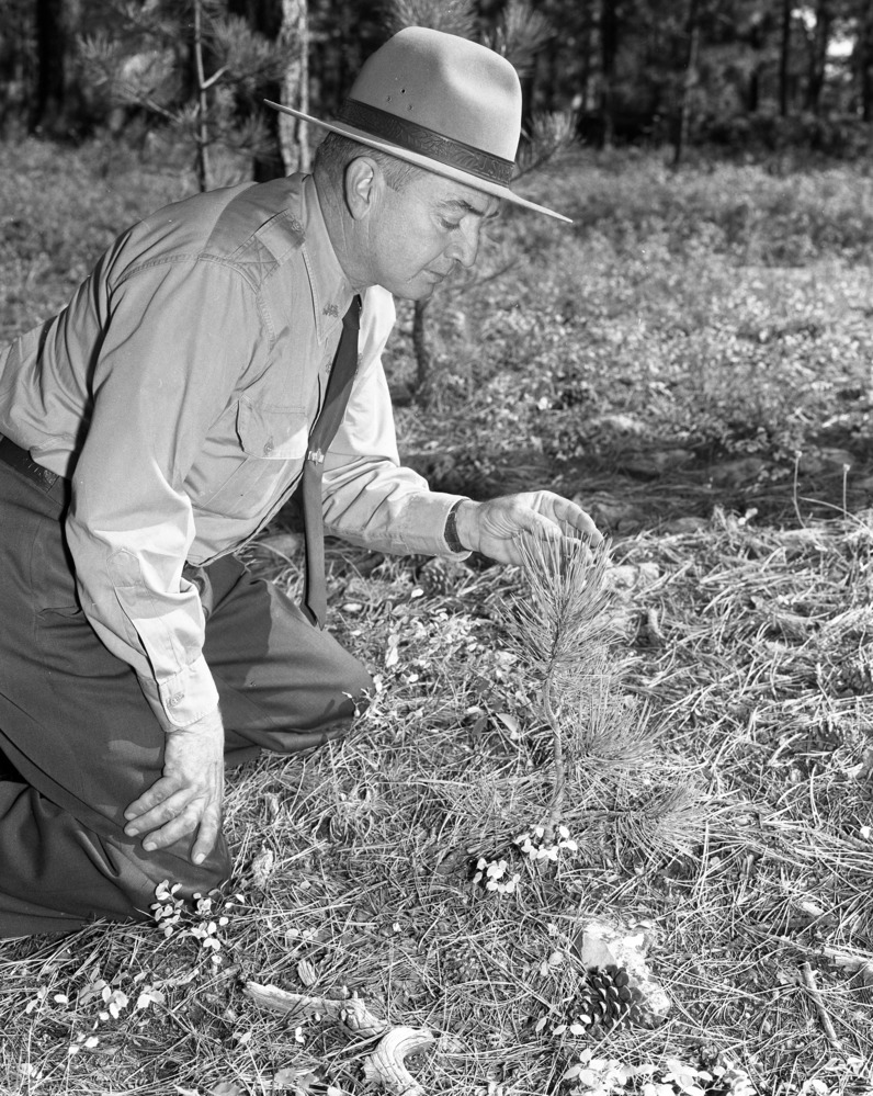A park ranger examines a sapling pine tree