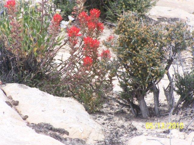 Indian Paintbrush, a wildflower.