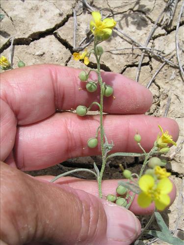 Lesquerella gordonii. Big Bend National Park, Agua Fria Road. April 2004