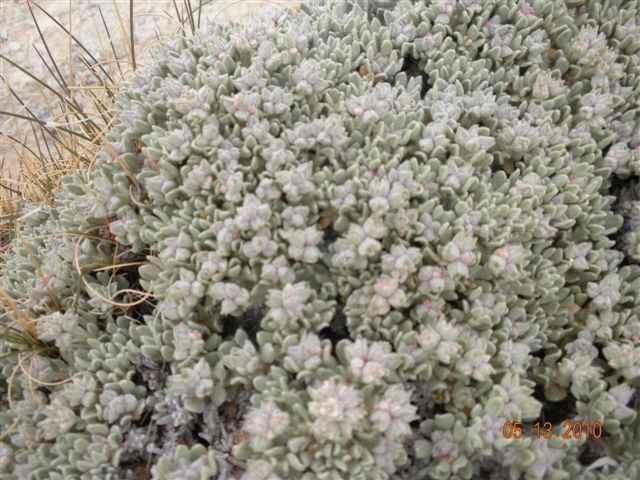 Turtleback, a wildflower.