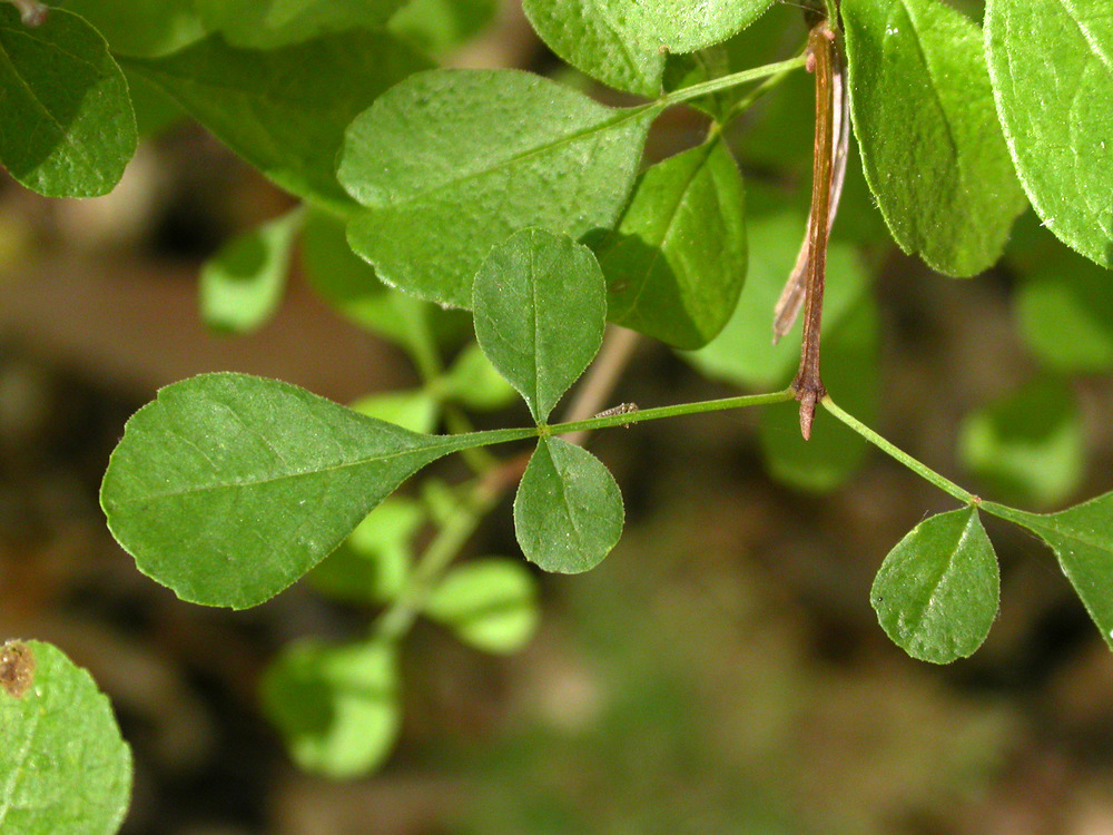 Close-up of foothill ash leaflets