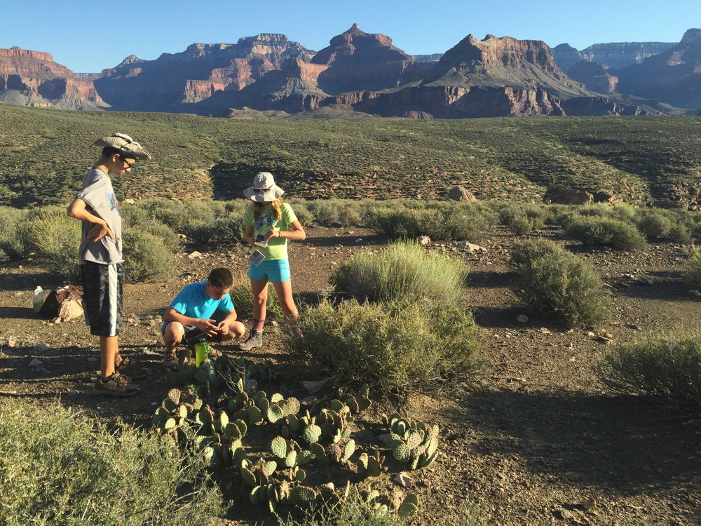 Grand Canyon Expedition particpants learning about desert plant adaptations for survival on the Tonto Platform in Grand Canyon.