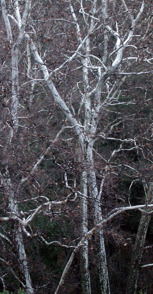 A California sycamore tree in winter