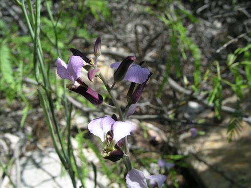 Streptanthus cutleri. Big Bend National Park, Tunnel. March 2004