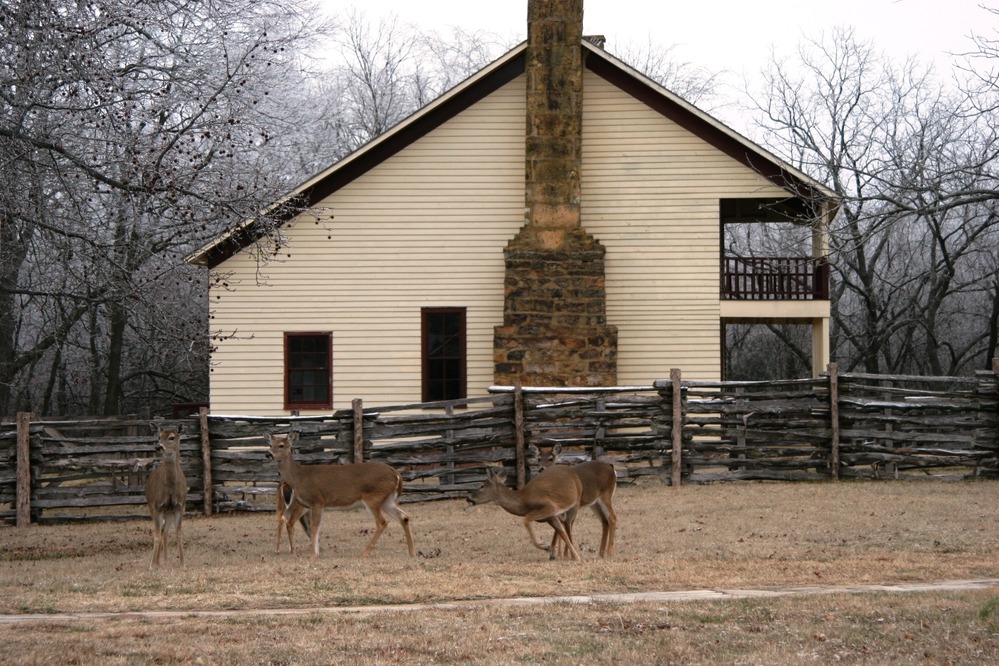 Deer visiting the Elkhorn Tavern. Deer are numerous and spotten often throughout the park.