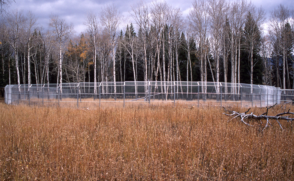 A high fence encircles a grassy area with quaking aspens growing inside.