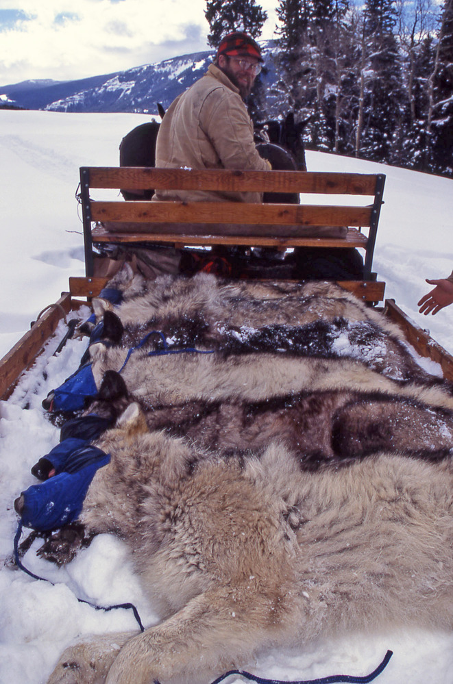 Ben Cunningham is driving the sled pulled by two horses and has six pups in the sled, all with eyes covered and snouts muzzled.