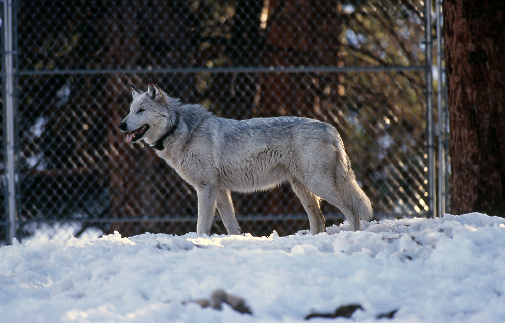 Light colored wolf stand next to fence.