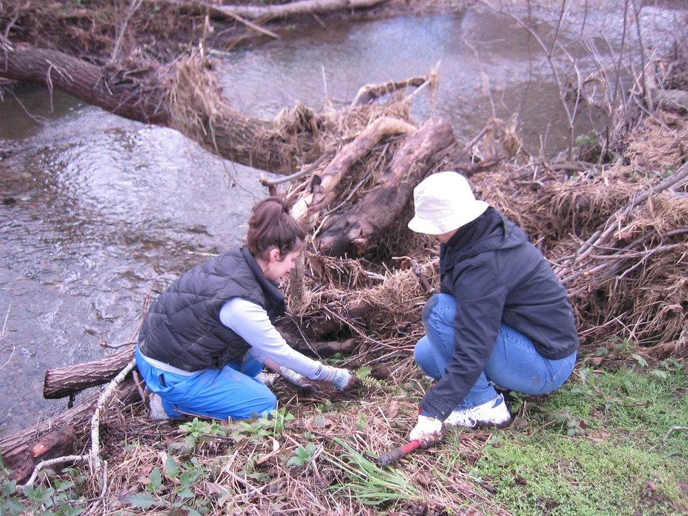 Volunters planting the flood plain with native riparian plants