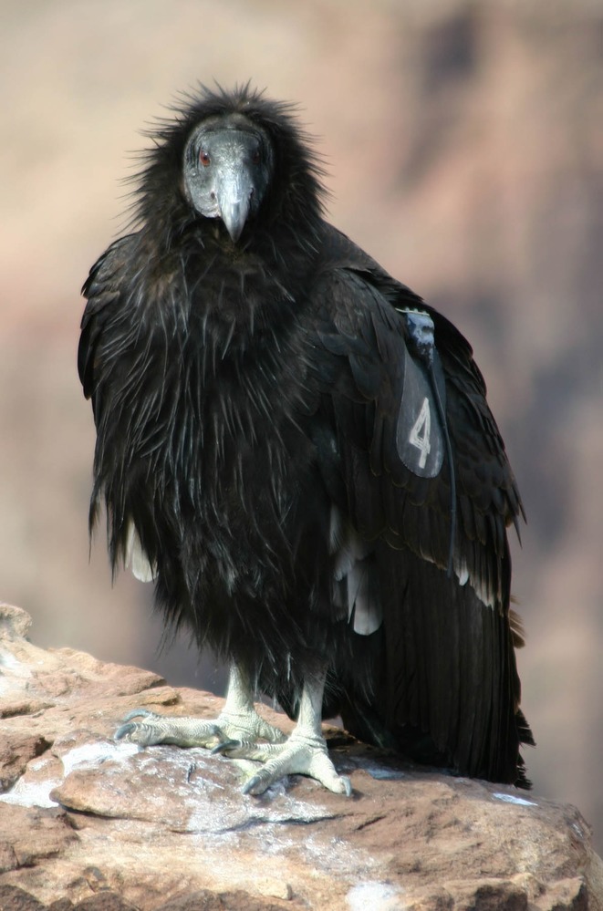 CALIFORNIA CONDOR NEAR THE S RIM VILLAGE, GRAND CANYON NATIONAL PARK.