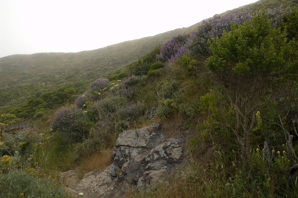Wildflowers along the Owl Trail above Muir Beach