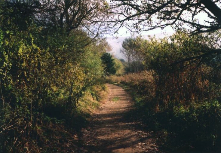 Image of the levy road as it currently exists across the wetland