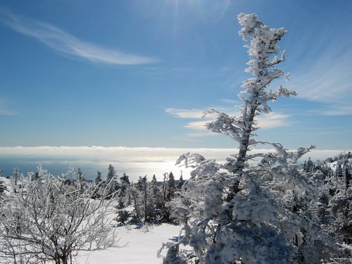 During winter, Cadillac Mountain's exposed trees are covered with heavy ice. There is no vehicle access up Cadillac in the winter; you must travel by foot, snowmobile, or cross-country ski.