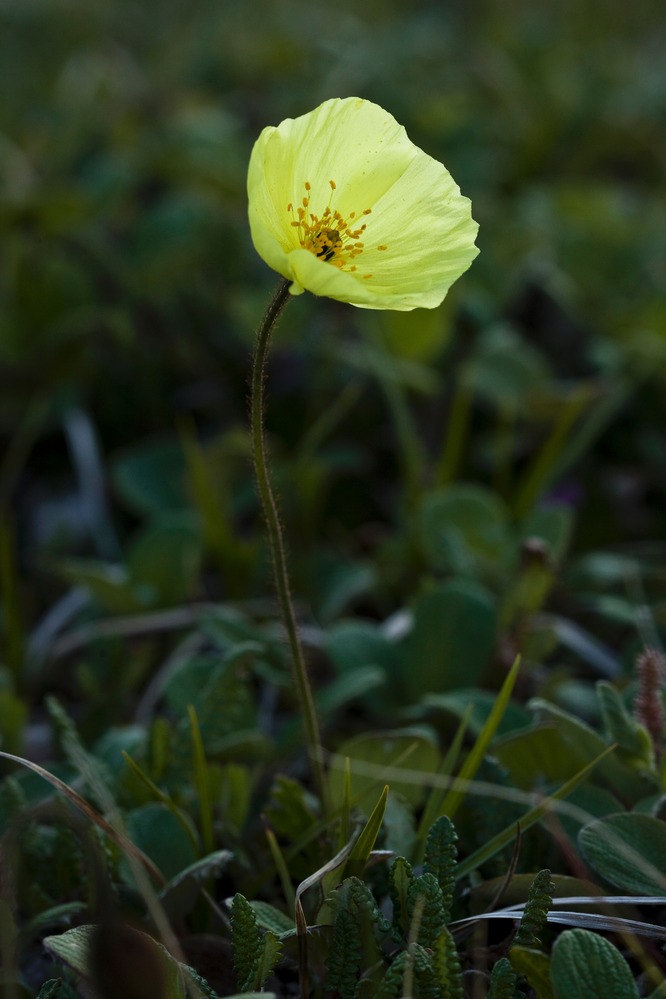 Arctic Poppy