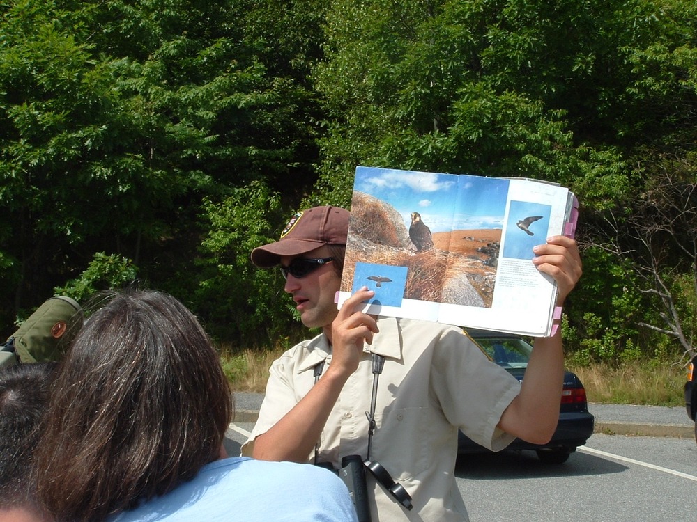 A volunteer shows visitors what a flying peregrine looks like.