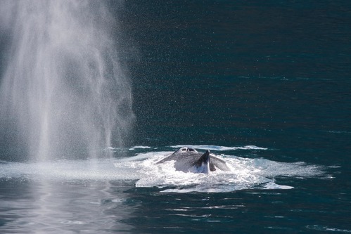 The top of a humpback whale breaks the surface