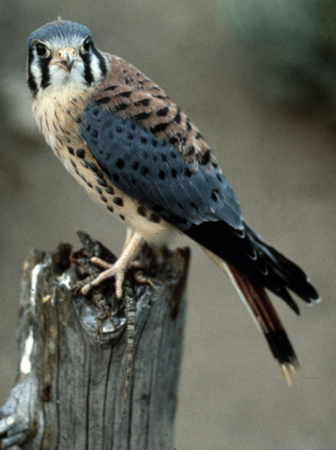An American Kestrel perched on top of a small tree stump.
