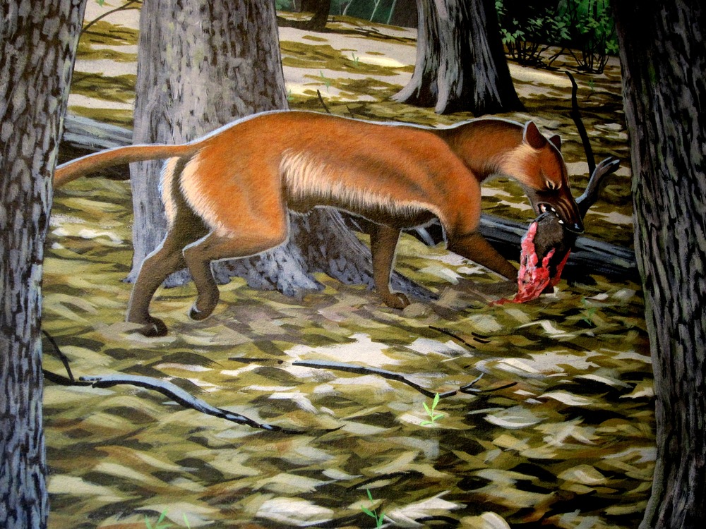 Cormocyon