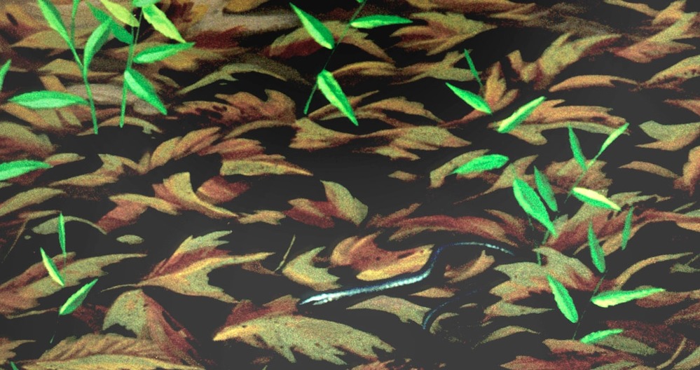 Dyticonastis